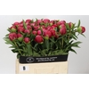Paeonia Belgravia