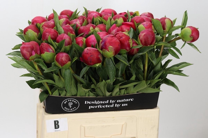 Paeonia Belgravia