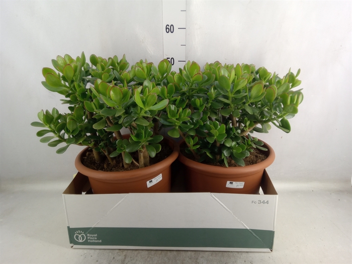 <h4>Crassula ovata</h4>