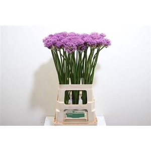 Allium Gladiator