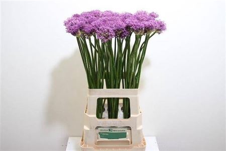 <h4>Allium Gladiator</h4>