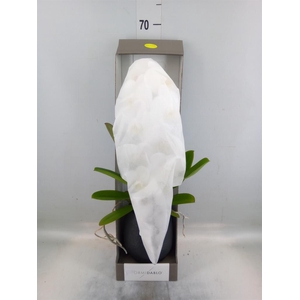 Phalaenopsis   ...white