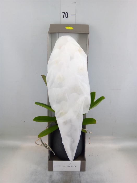 <h4>Phalaenopsis   ...white</h4>