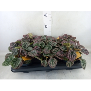 Peperomia