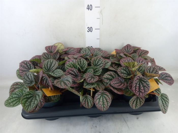<h4>Peperomia</h4>