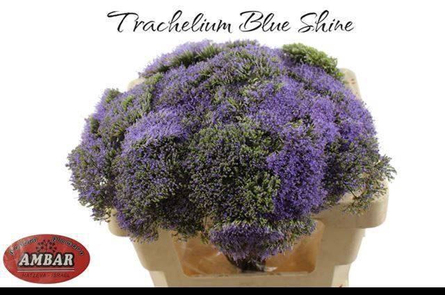 <h4>TRACH BLUE SHINE</h4>