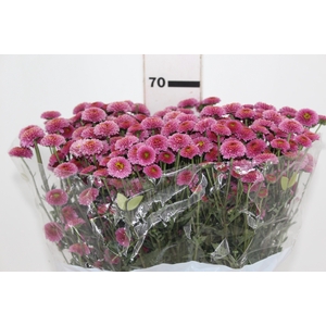 CRIS CALIMERO PINK 070 CM