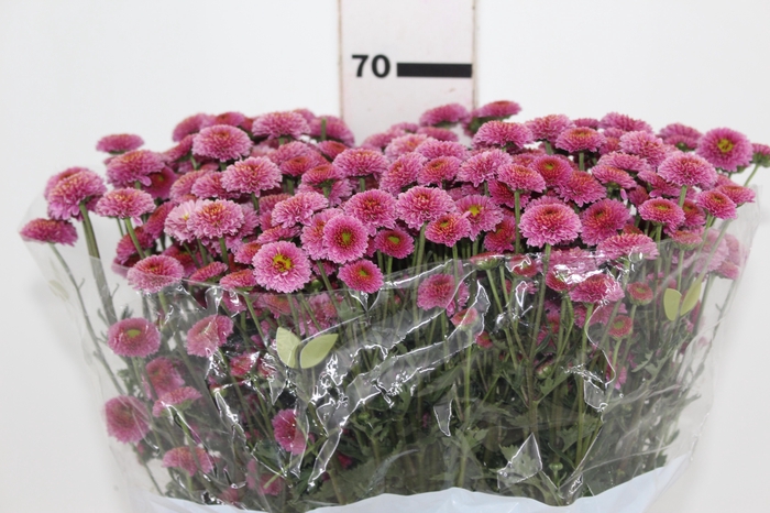 <h4>CRIS CALIMERO PINK 070 CM</h4>