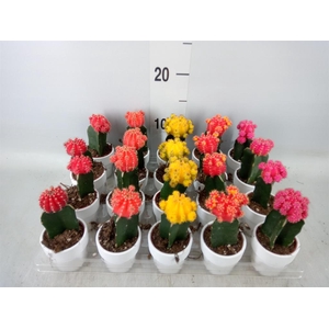 Gymnocalycium mihanov. 'Japan'  mix