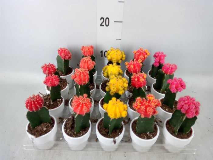 <h4>Gymnocalycium mihanov. 'Japan'  mix</h4>