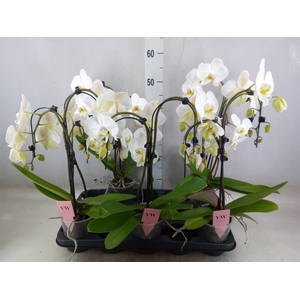 Phalaenopsis  'Ant Leeds'