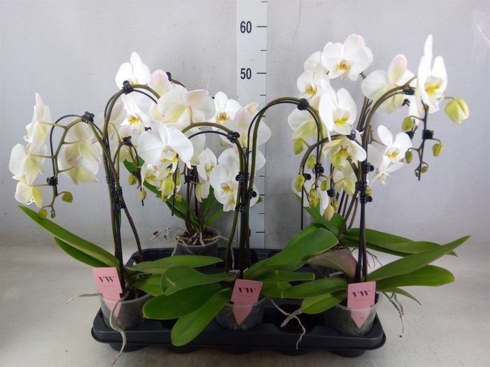 <h4>Phalaenopsis  'Ant Leeds'</h4>