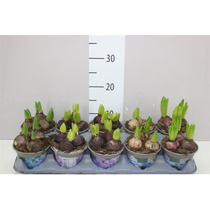 Hyacinthus Gemengd 3pp
