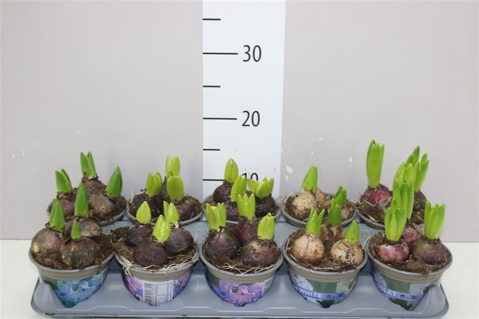 <h4>Hyacinthus Gemengd 3pp</h4>