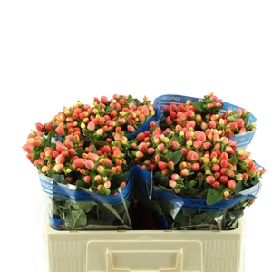 Hypericum Mag. Royal Princess Orca