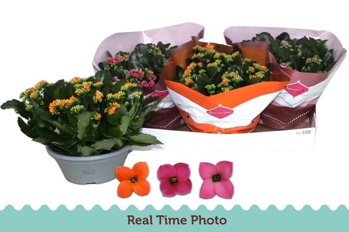 <h4>KAL EN GEM 3 KL</h4>