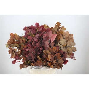 Pres Mini Oak Autumn P Bunch