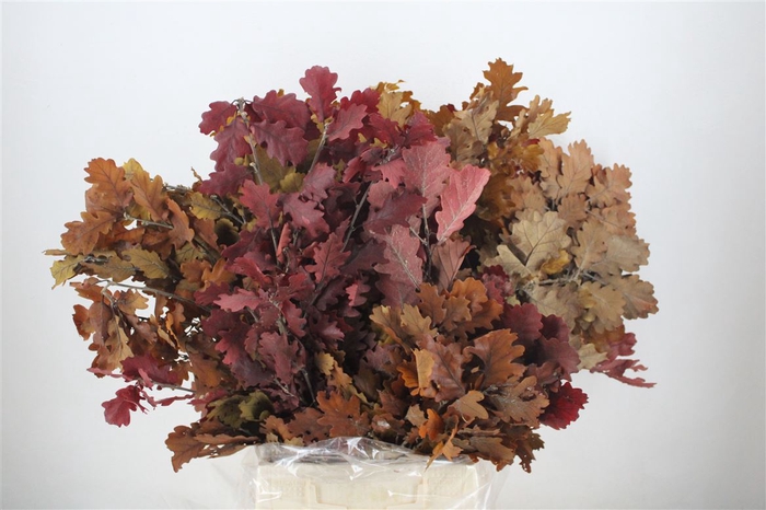 <h4>Pres Mini Oak Autumn P Bunch</h4>