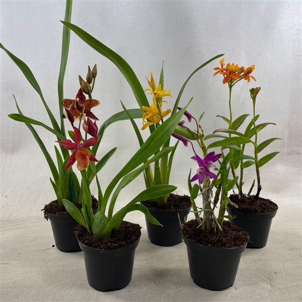 <h4>Mini Orchideeën Mix</h4>