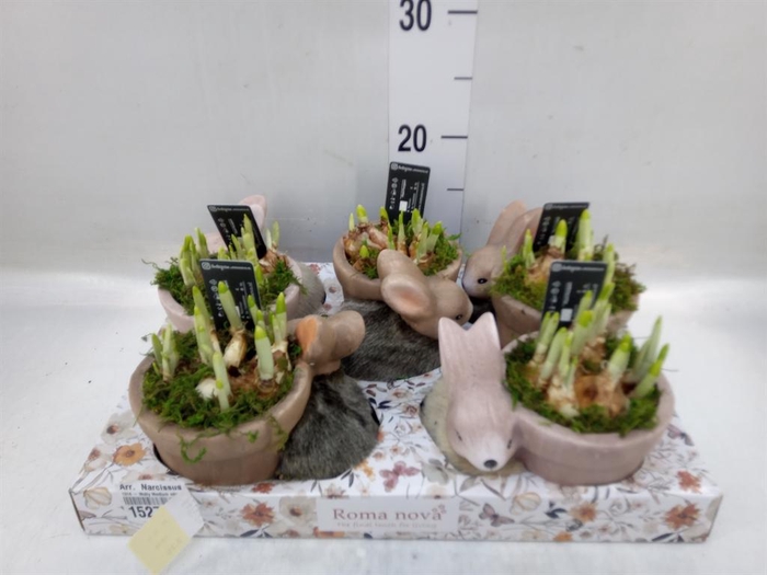 <h4>Arr.  Narcissus</h4>