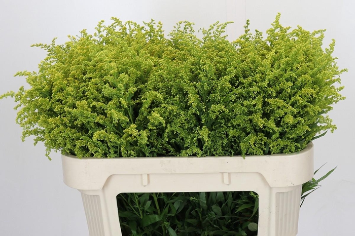 <h4>Solidago Tara Gold</h4>