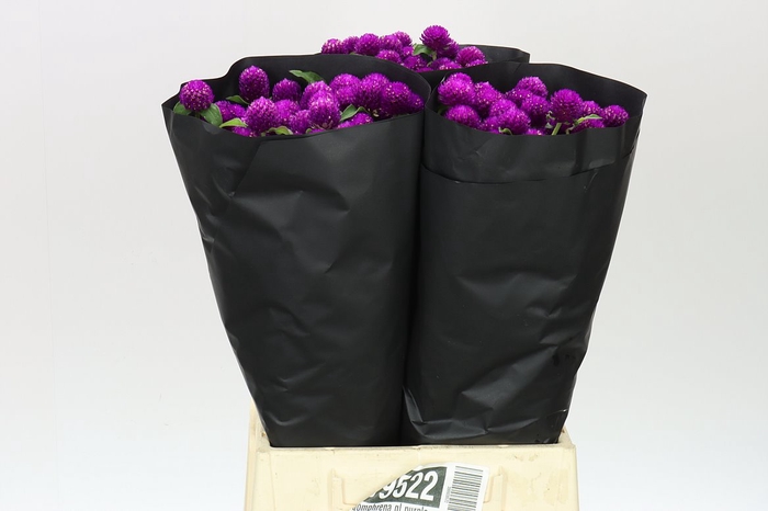 <h4>Gomphrena Gl Purple</h4>