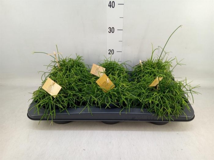 <h4>Rhipsalis ...</h4>