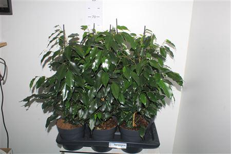 <h4>Fic Be Danielle</h4>