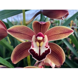 Cymb Mi Brown Spring Leekade X15