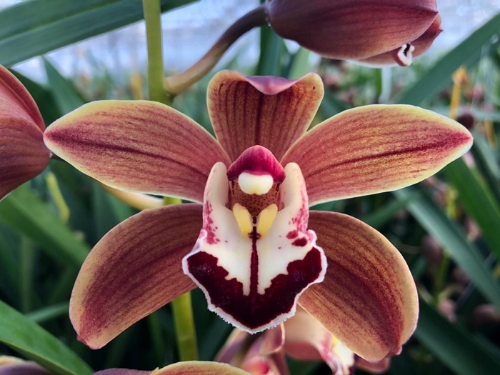 <h4>Cymb Mi Brown Spring Leekade X8</h4>