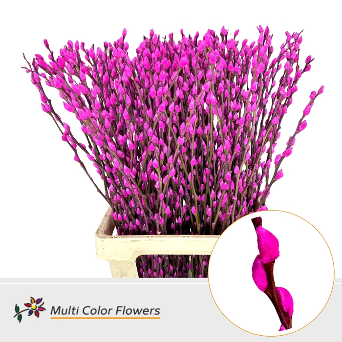<h4>Salix Snowflake Hot Pink</h4>
