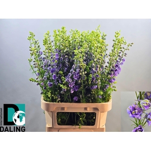 Cons R Q Viole Lilac 90cm