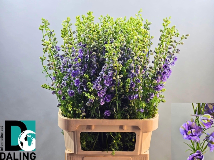 <h4>Cons R Q Viole Lilac 90cm</h4>
