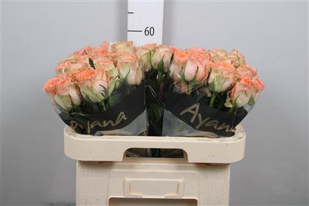 <h4>R Gr Barbarella</h4>