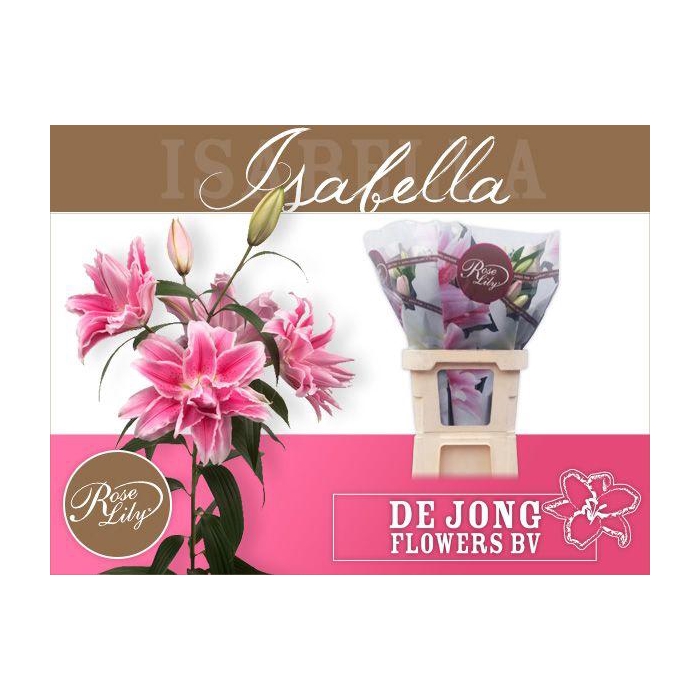 <h4>Li Or Du Rl Isabella</h4>