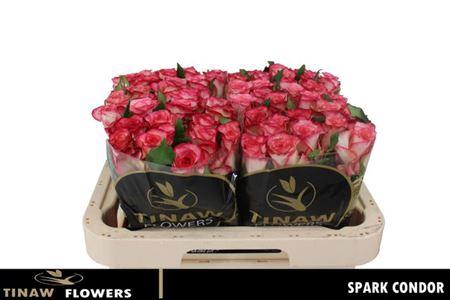 <h4>R Gr Spark Condor</h4>