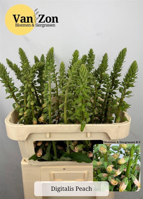 <h4>Digi Apricot Luminos</h4>