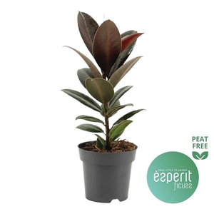 Ficus elastica 'Melany'