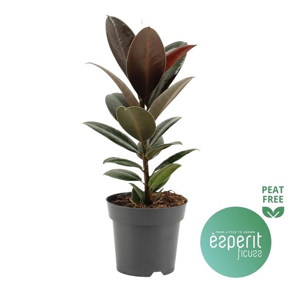 <h4>Ficus elastica 'Melany'</h4>