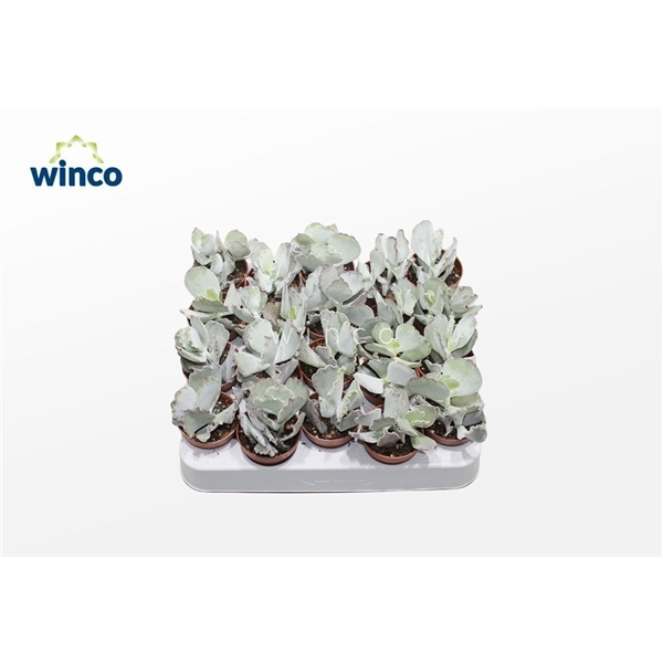 <h4>Cotyledon Undulata</h4>
