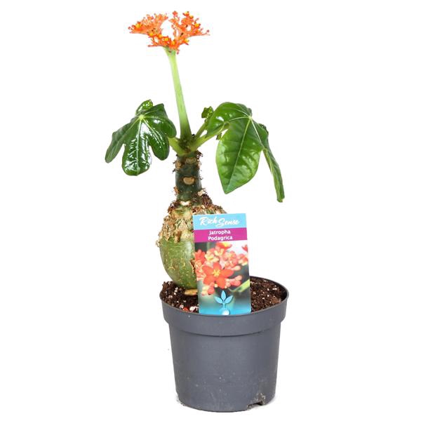 <h4>Jatropha Podagrica oranje</h4>