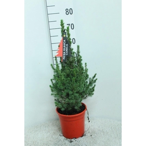 Picea glauca 'Conica'