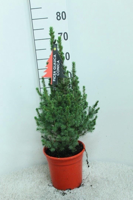 <h4>Picea glauca 'Conica'</h4>