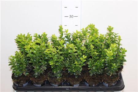 <h4>Buxu Sempervirens</h4>
