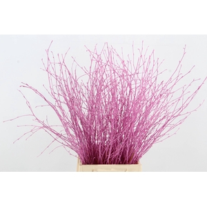 Betula Bs Pink FST
