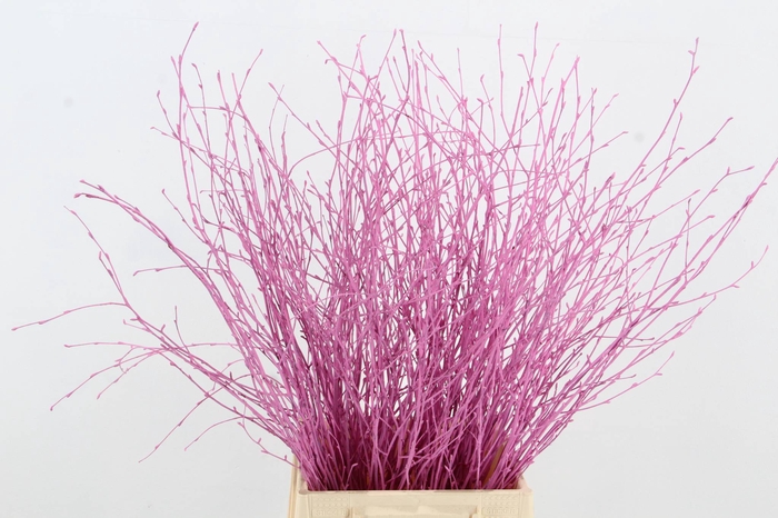 <h4>Betula Bs Pink FST</h4>