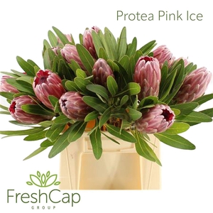 PROTEA PINK ICE