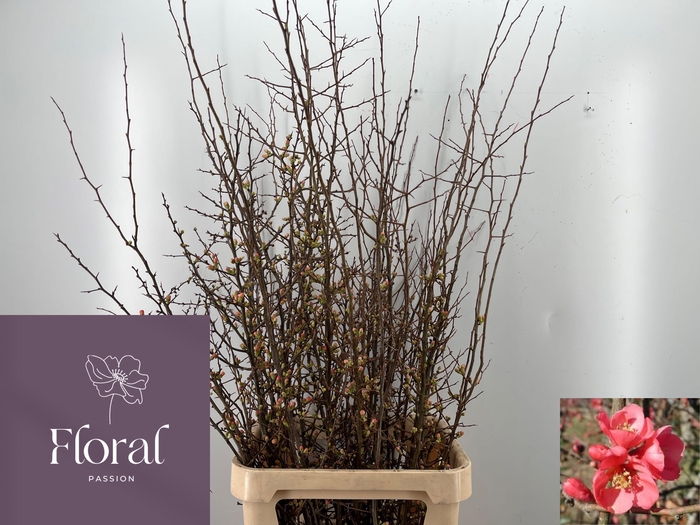 <h4>CHAENOMELES SUPERBA</h4>