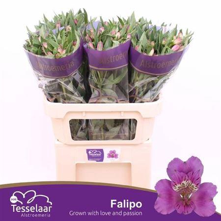 <h4>Alstr Falipo</h4>