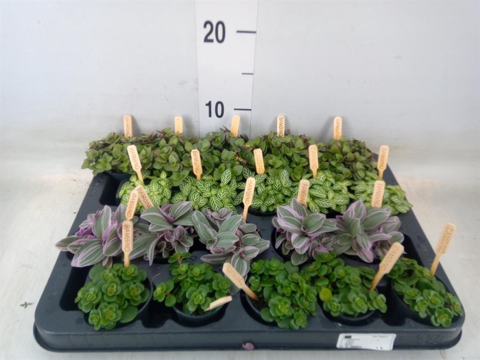 <h4>Planten  ..mix</h4>